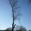 Kácení stromu nad elektrickým vedením, Horní Loděnice